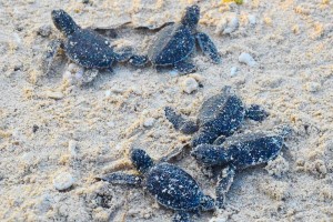 Turtle Islands Wildlife Sanctuary